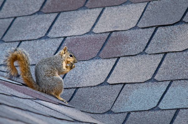 Midland Wildlife Removal