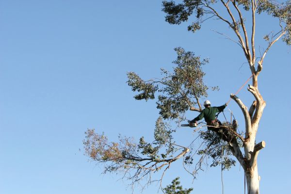 Midland Tree Trimming