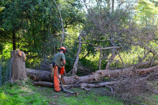 Midland Tree Removal